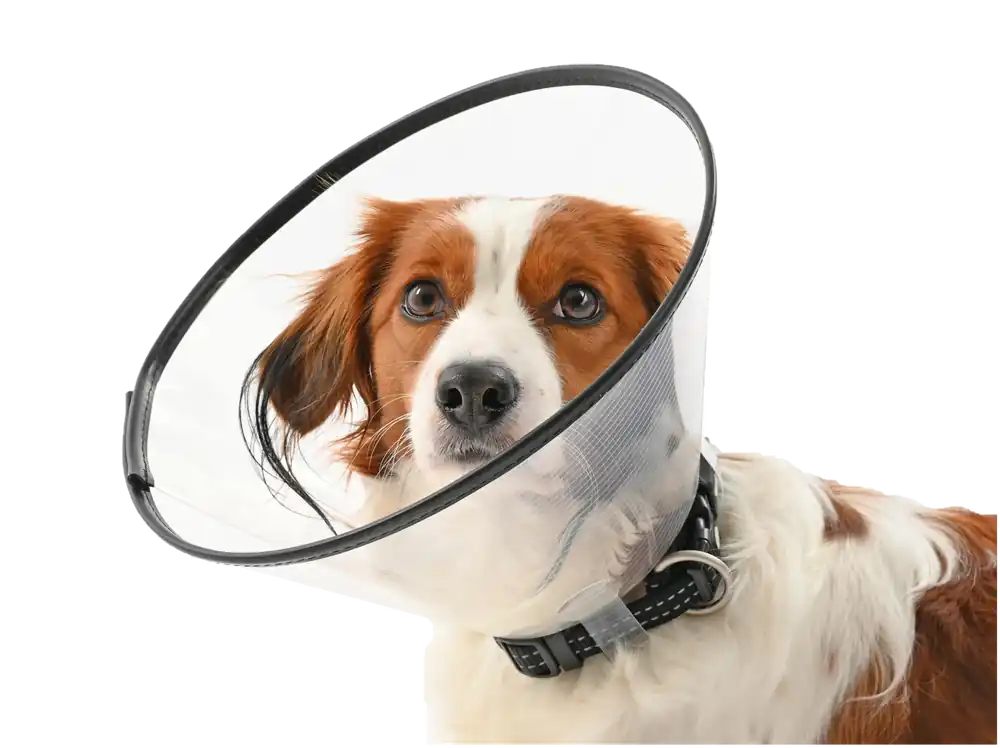Begränsat lager | Comfort Collar 12,5cm – Buster