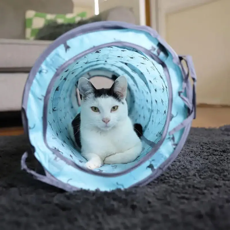 Battersea kattält och tunnel Pop-up blå | Skaffa nu