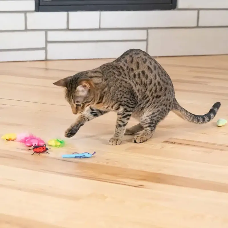 Catstages Cute As A Bug insekter 6-pack | Toppkvalitet