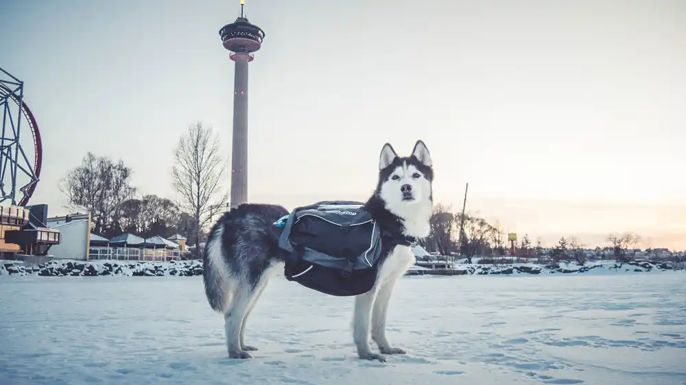 Kundernas favorit | Amundsen Pro-Dog Backpack - XXS