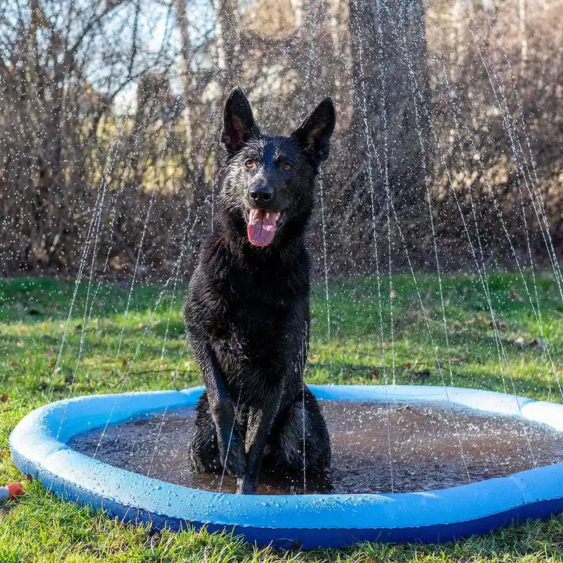 Dog Splash Pool - 150 cm - Mycket efterfrågad