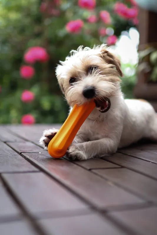 Reapris | Leksaksben Hund - Large Orange