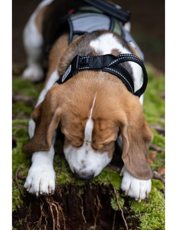 Mission Collar Hundhalsband - Svart / Small | Spara nu