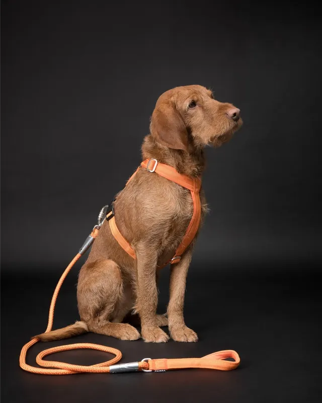 Visability Rope Leash Reflekterande Hundkoppel Orange - 11 mm - Finns tillgänglig