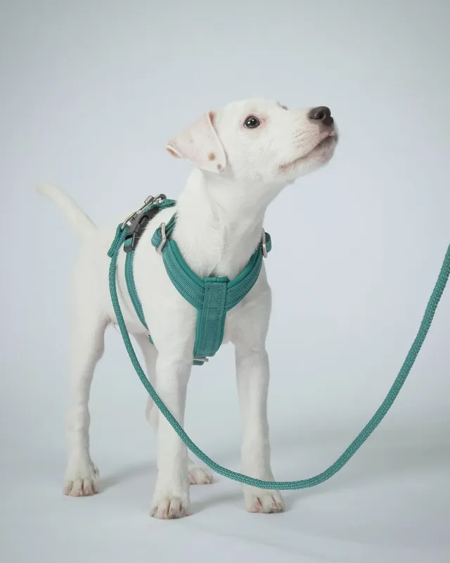 Visability Rope Leash Reflekterande Hundkoppel Emerald - 6 mm - Tidsbegränsat erbjudande