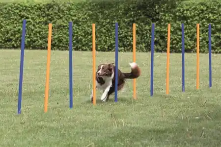 Sista chansen | Agility Slalompinnar 12-pack till Hund - 12 st x 115 cm