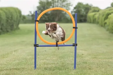 Fynd | Agility Hoppring för Hundar - 78 x 65 x 115 cm