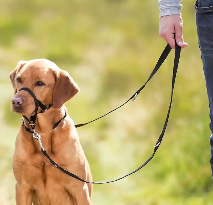 Nossele till Hund - XL | I lager