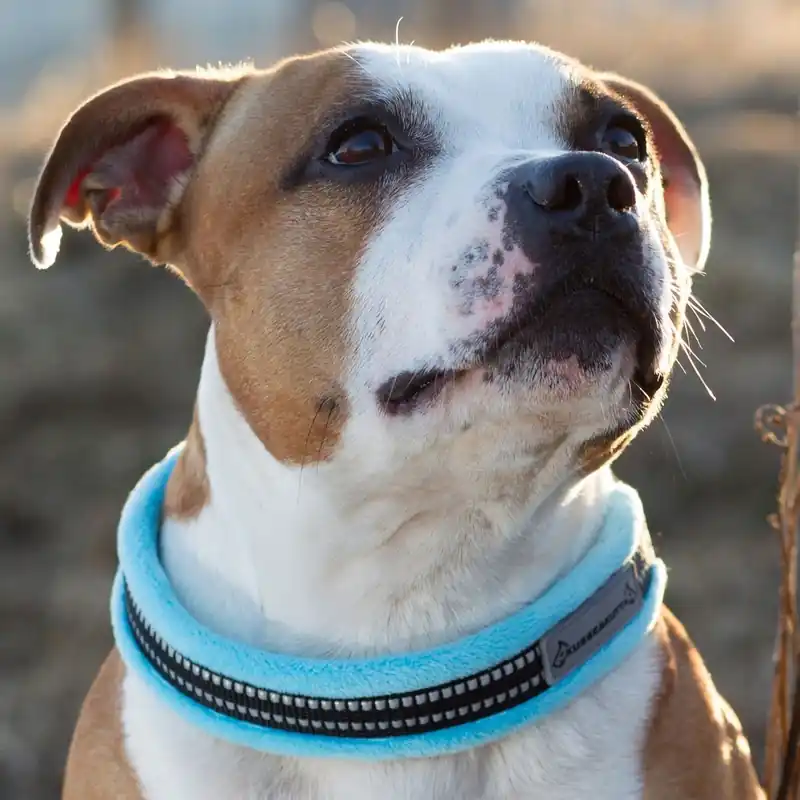 Kusse & Kutta Fluffigt Hundhalsband Ljusblå (4) - Mycket populär