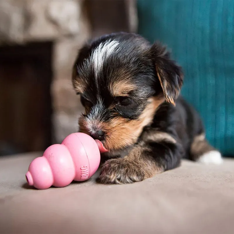 KONG Puppy (XS) | Enkel retur