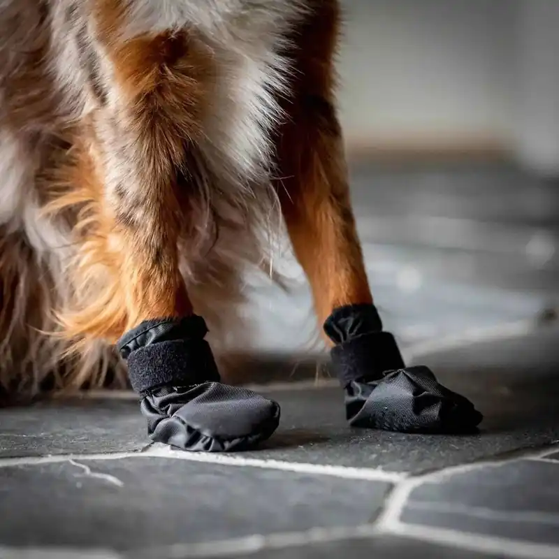 Back On Track Koda Hundskor (XL) - Ny produkt
