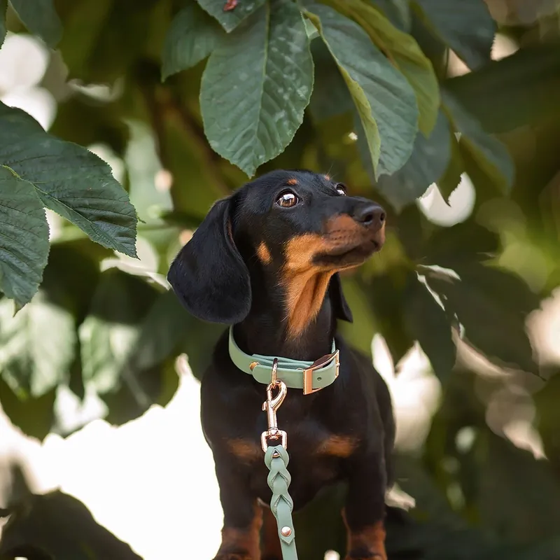 Tyylivoitto Classy Hundhalsband Ljusgrön (XXS) - Slutrea