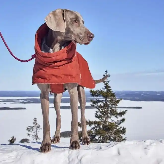 Hurtta Extreme Warmer III ECO Hundjacka Ljusbrun (25) | Dagens deal