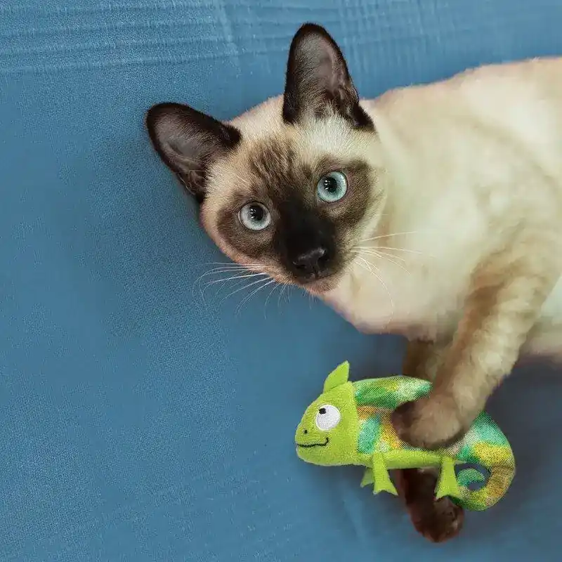 KONG Cat Refillables Kameleon med Kattemynte | Favorit