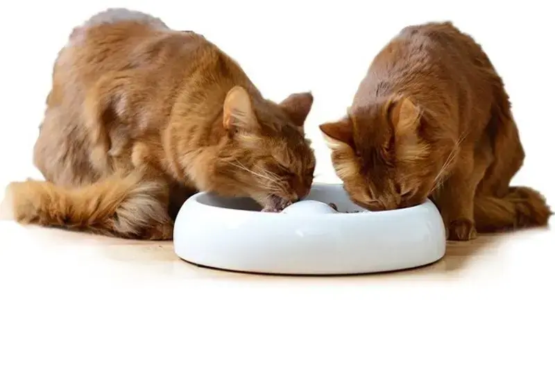 Toppsäljare | Lucky-Kitty kattmatskål keramik Large
