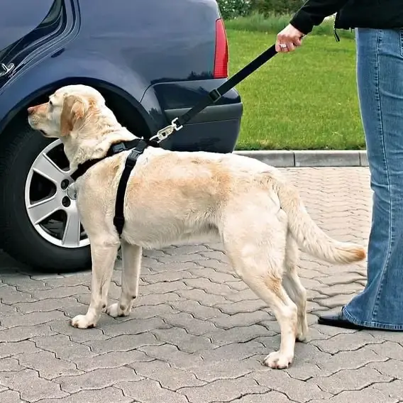TRIXIE Bilselar för hund L - Beställ direkt