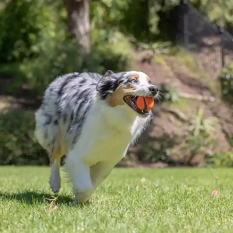 Chuckit Ultra Hundboll | Prisnedsättning