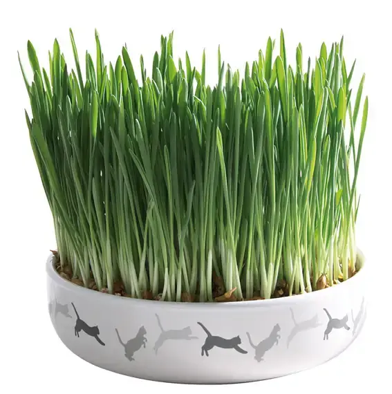 Erbjudandet går snart ut | Kattgräs med keramikskål 15 x 4 cm, ca 50g