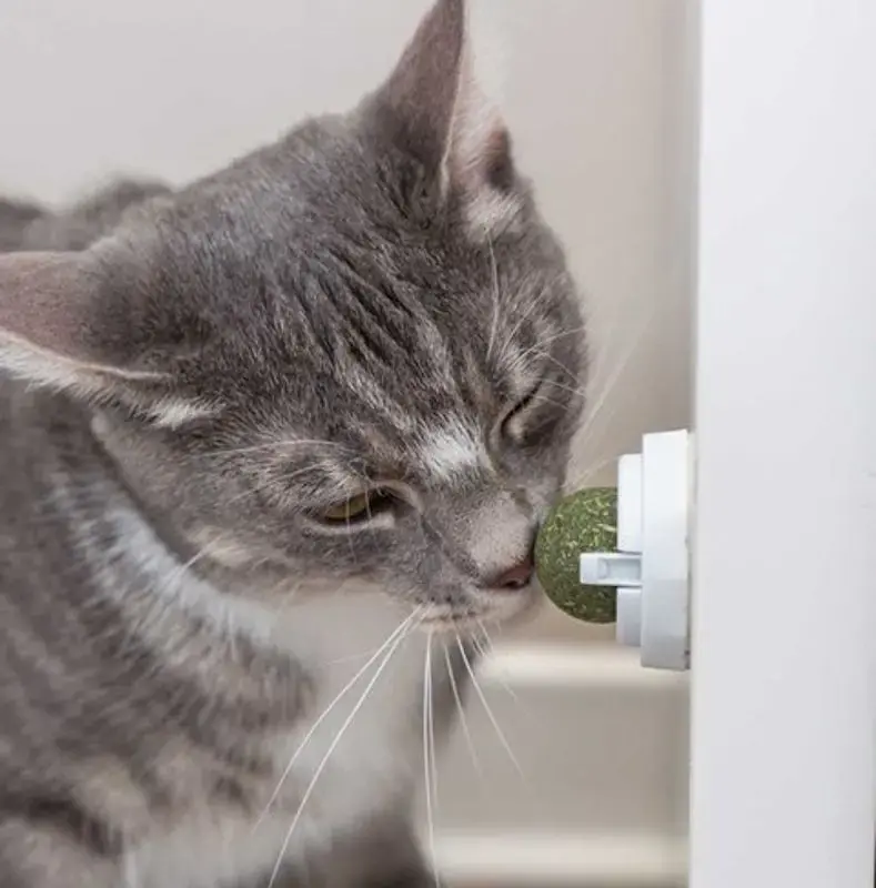 Smidig beställning - Kattmyntaboll med hållare