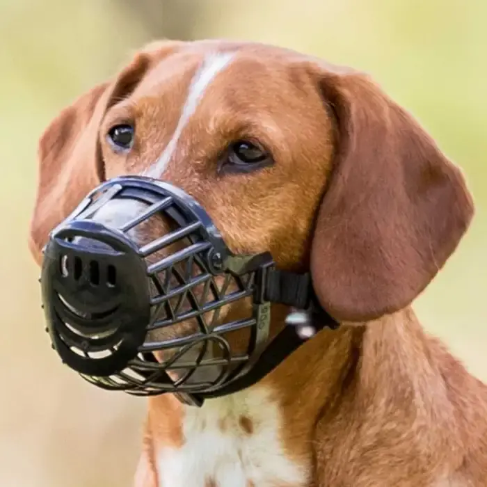 Munkorg Plast Svart – Munkorg som hindrar hunden att bita och tugga - Prisnedsättning