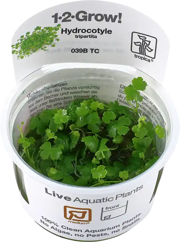 Bästa pris | Tropica Hydrocotyle tripartita CUP