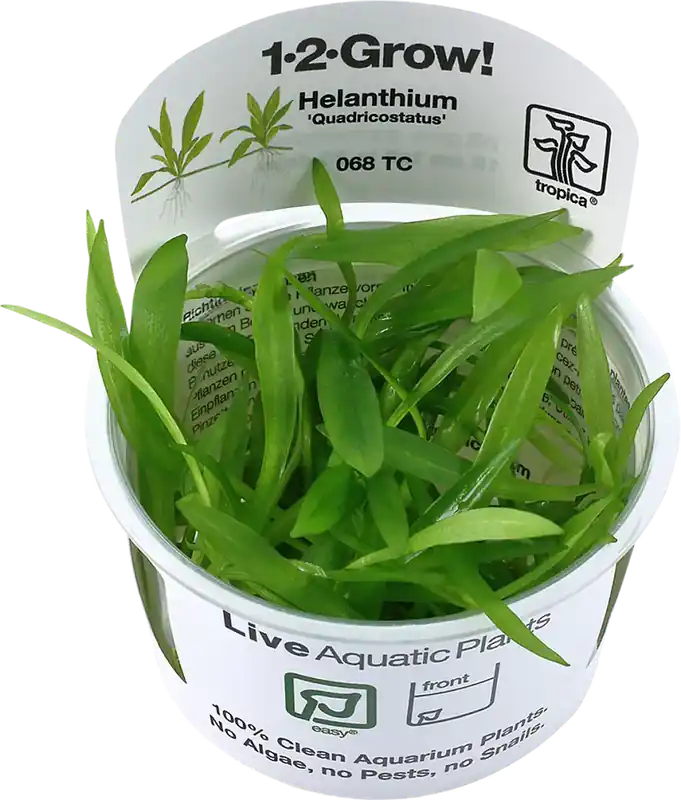 Favorit - Tropica Helanthium bolivianum ’Quadricostatus’ CUP