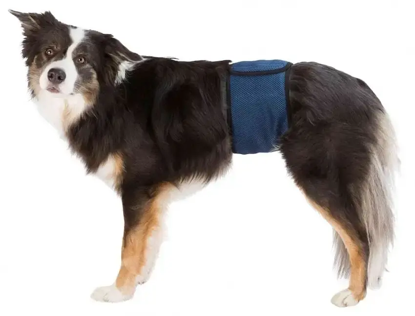 TRIXIE dynor för hanhundar S 29-37 cm | Nytt lägre pris