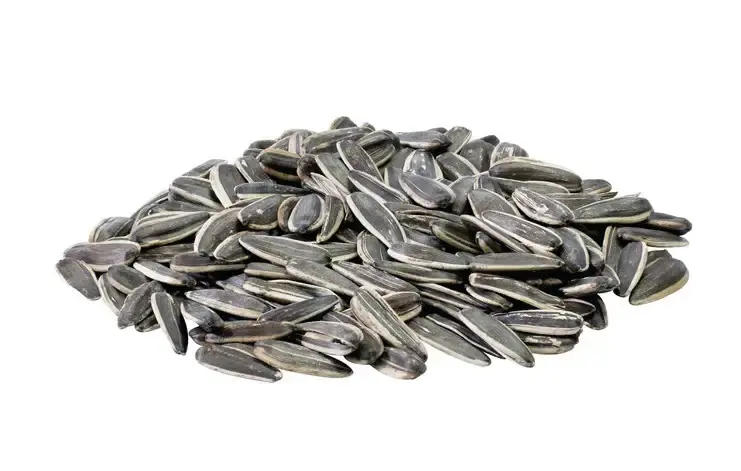 Oxéna Strimmiga solrosfrön 5kg - Favorit hos kunderna