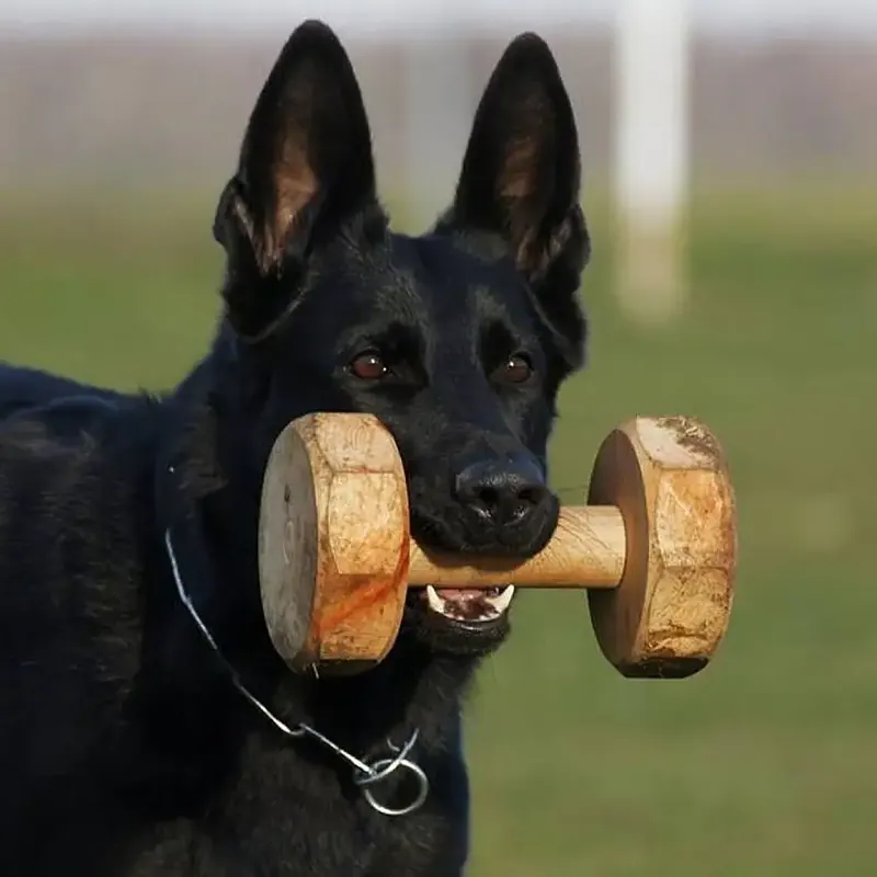 Bra pris | Dingo Gear IGP Apportbock