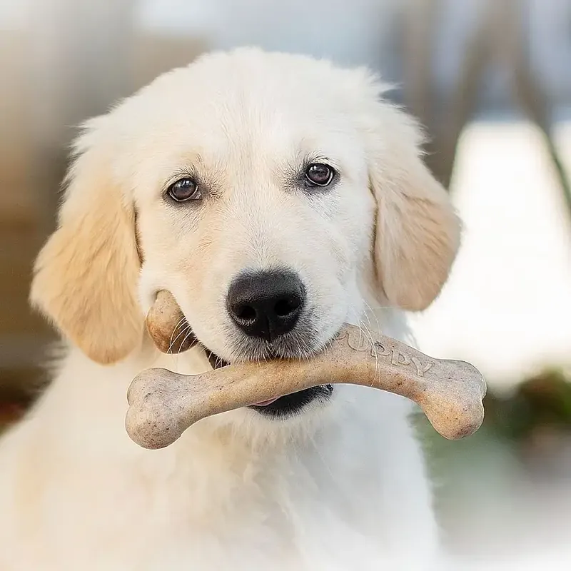 Endast ett fåtal kvar | Benebone Puppy Wishbone Bacon