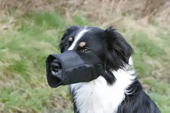Trixie Munkorg Nylon – XXS / Svart - Handla säkert