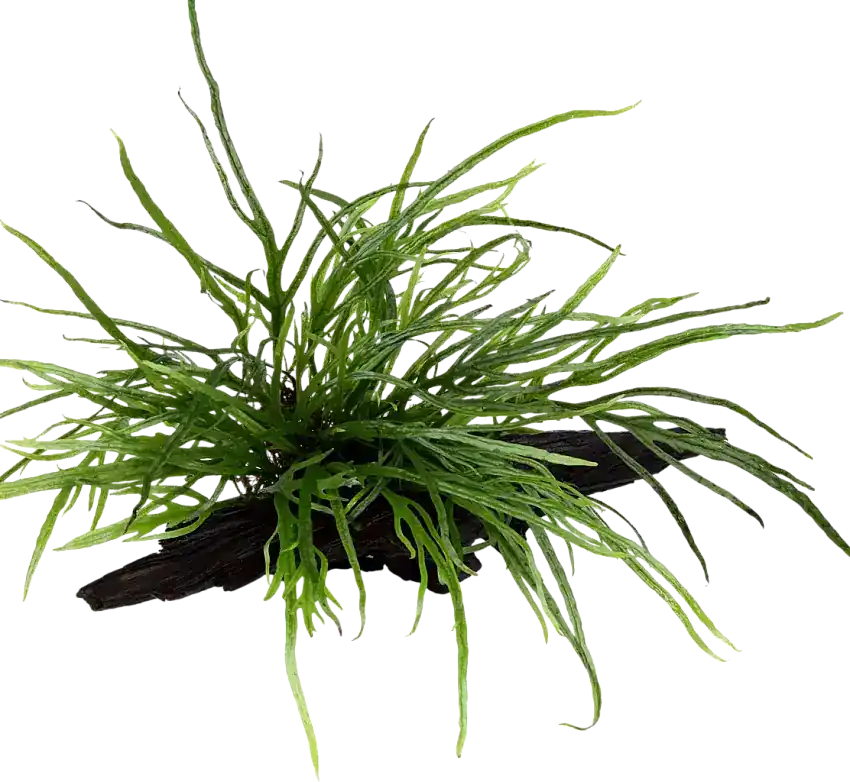 Premiumkvalitet | Tropica Microsorum pteropus ’Trident’ på Rot