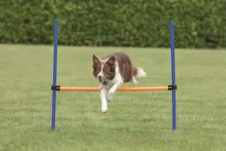 Agility Hopphinder till Hund – 123 x 115 cm - Köp nu