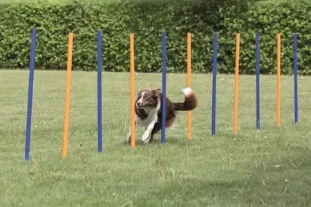 Utförsäljning - Agility Slalompinnar 12-pack till Hund – 12 st x 115 cm
