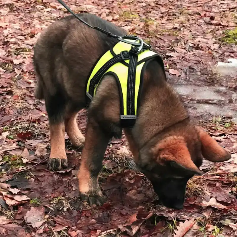 Finnero HALI sele för katt eller hund | I lager