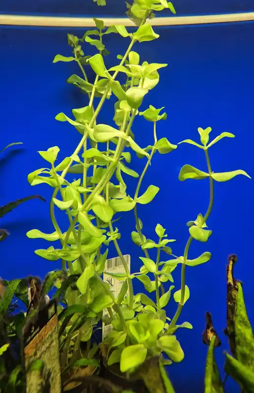 Kampanjpris | Bacopa