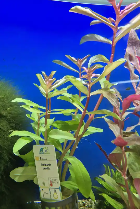 Ammania sp. | Fabrikspris
