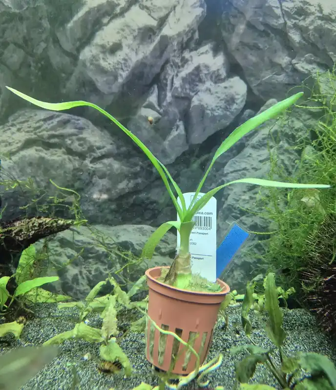 Crinum - Snart slut