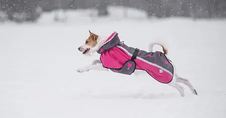 Dog It Life Regnjacka för Hund | Premium