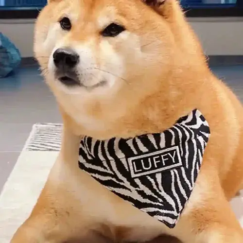 Bandana Personalizzata per Cani con Nome Fantasia Zebrata | Enkel retur