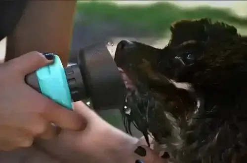 Borraccia per Cani Portatile 2-in-1 con Ciotola Pieghevole – Impermeabile e a Prova di Perdite | Extra bra pris