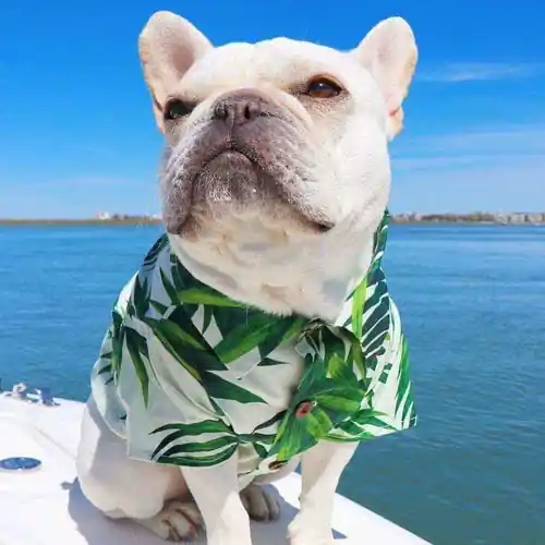 Camicetta per cani ”Waikiki” - Endast denna vecka