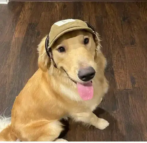 Cappellino per Cani con Visiera – Traspirante Velluto - Så länge lagret räcker