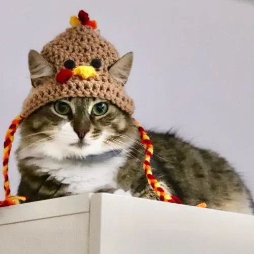 Cappello Tacchino a Maglia per Cani e Gatti – S/M - Direkt från fabriken