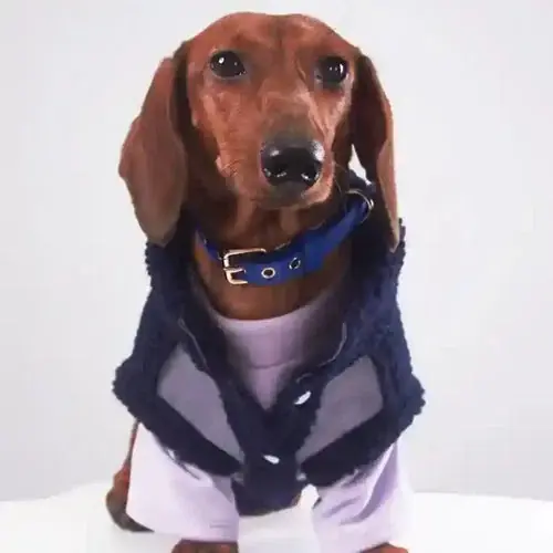 Dagens erbjudande - Cappotto Cani Bassotto Waffle Pile Lungo Smanicato