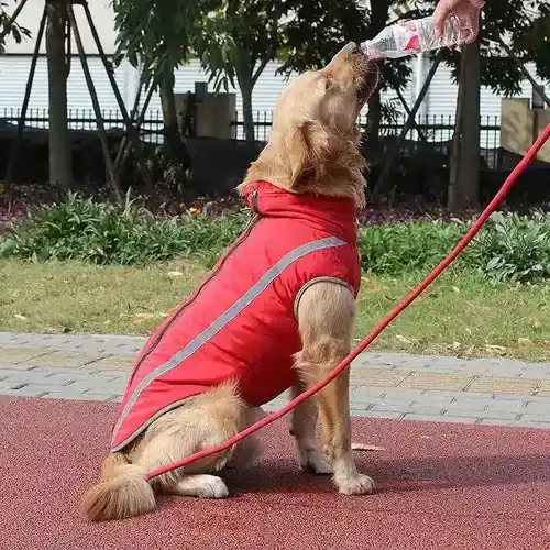 Cappotto Impermeabile ”Roma” per Cani Medi e Grandi - Fyndpris
