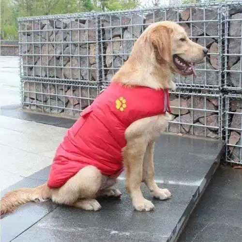 Cappotto Invernale per Cani Retriever – Cotone con Pettorina Integrata - Premiumkvalitet
