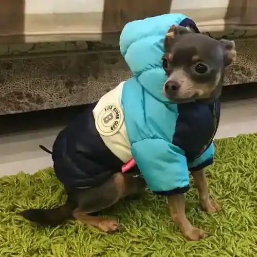 Spara nu - Cappotto King Impermeabile per Cani – Bomber Imbottito