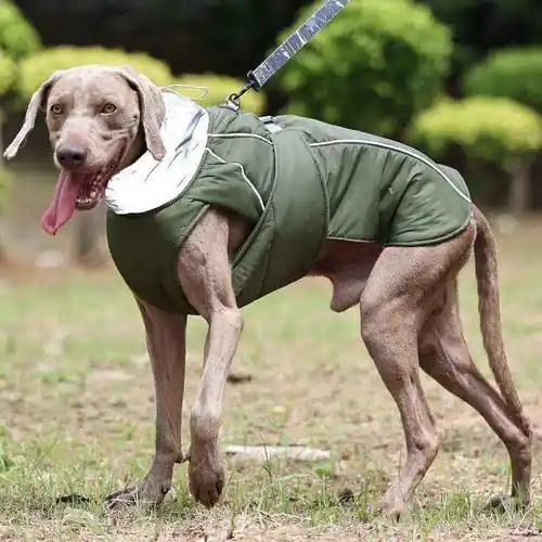 Rekommenderas - Cappotto per Cani ”Weimaraner” con Pettorina Integrata