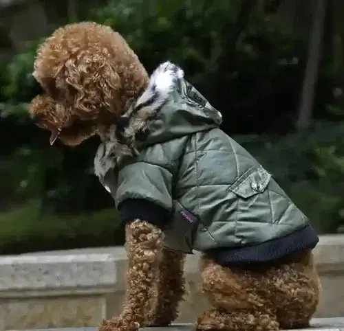 Så länge lagret räcker - Cappotto per Cani con Cappuccio in Ecopelliccia – Eleganza e Calore per Barboncini